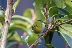 隣の木にメジロ君-3