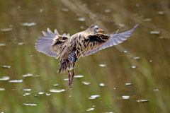 クイナがセーフ