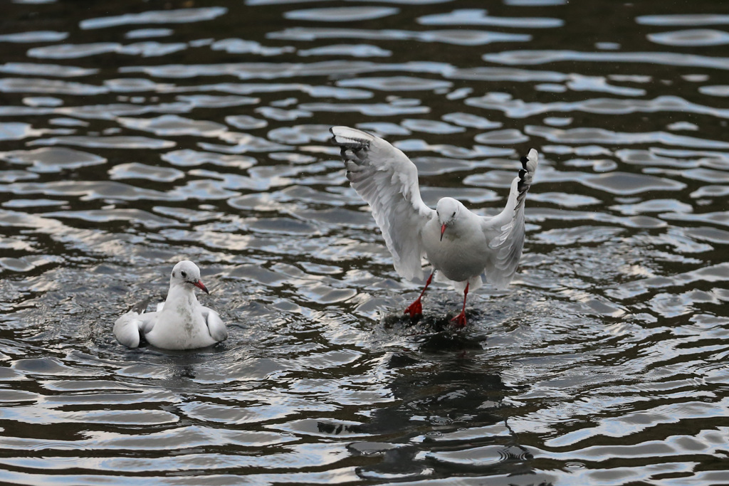 ユリカモメよける