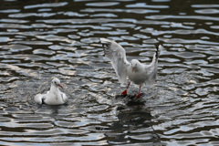 ユリカモメよける