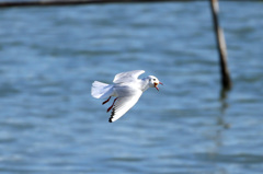 パンが口に収まりません