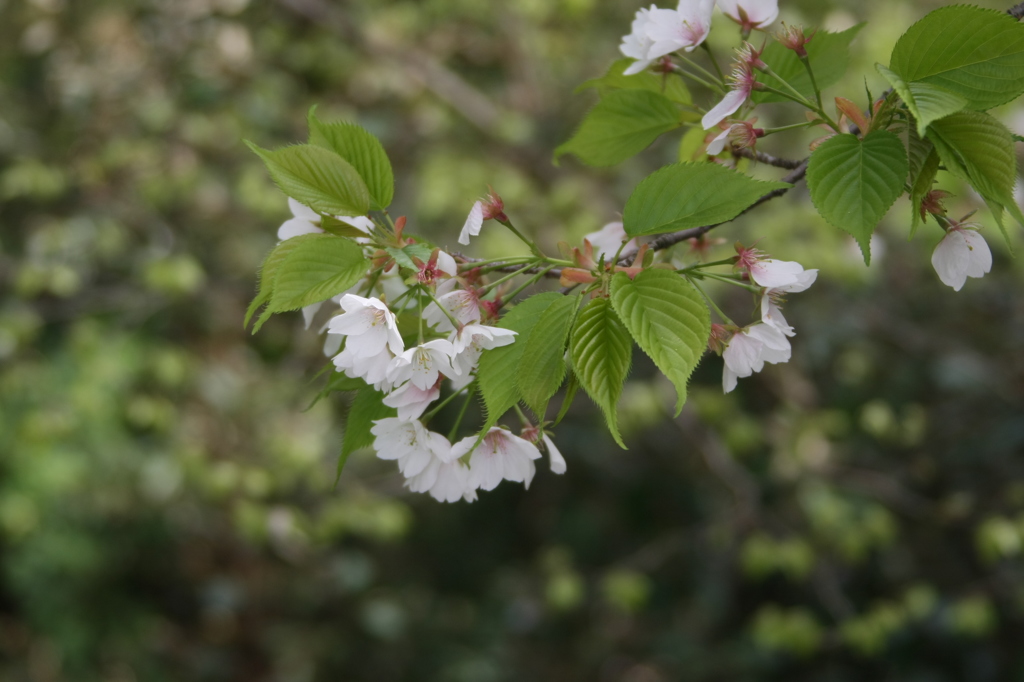今年最後の桜の花-1