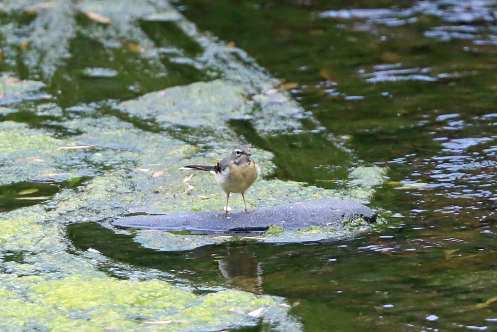 キセキレイ幼鳥？