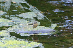 キセキレイ幼鳥？