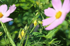 不思議な組み合わせ