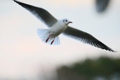 柔らか名日差し