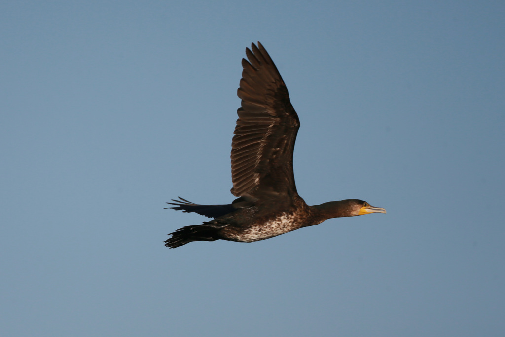 カワウの飛び方-2