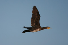 カワウの飛び方-2