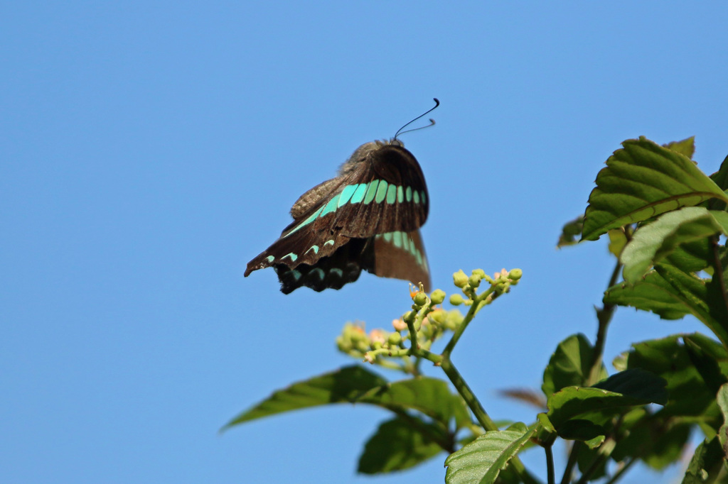 青空とひらひら