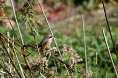 日差しを浴びて