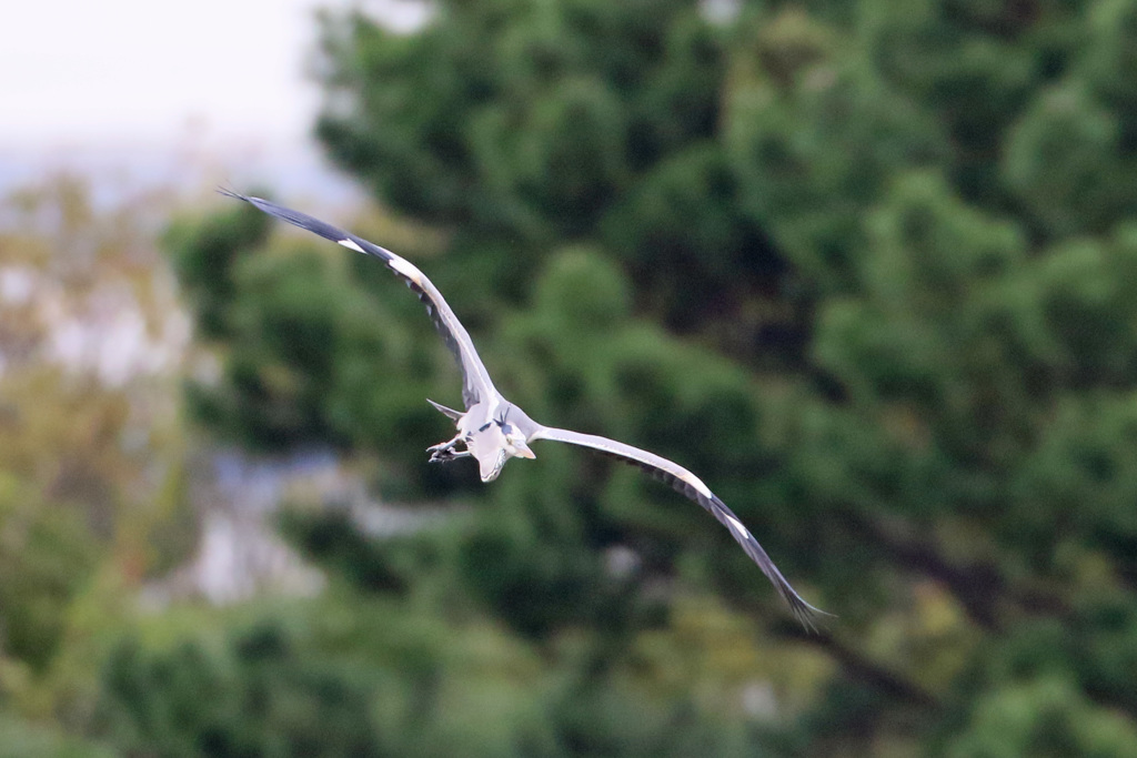 アオサギの飛び方-2