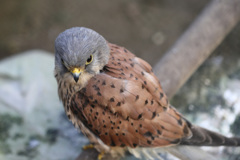 リーゼントその3