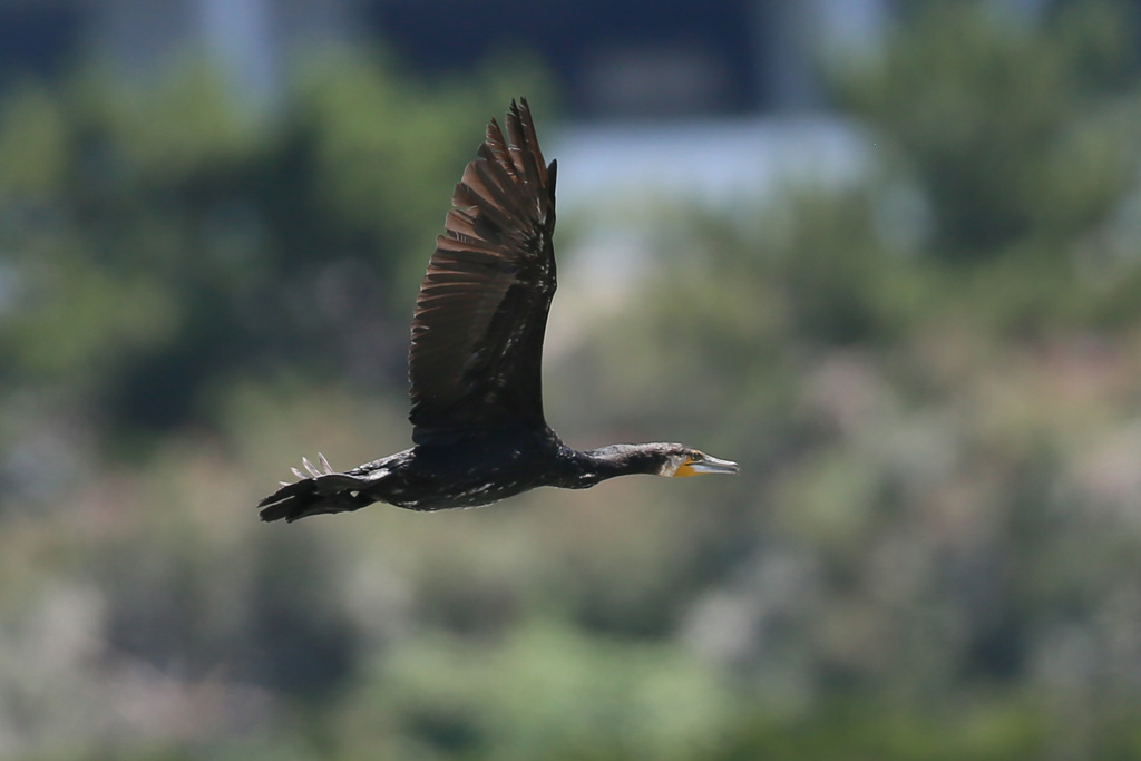 カワウ流し鳥