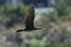 カワウ流し鳥