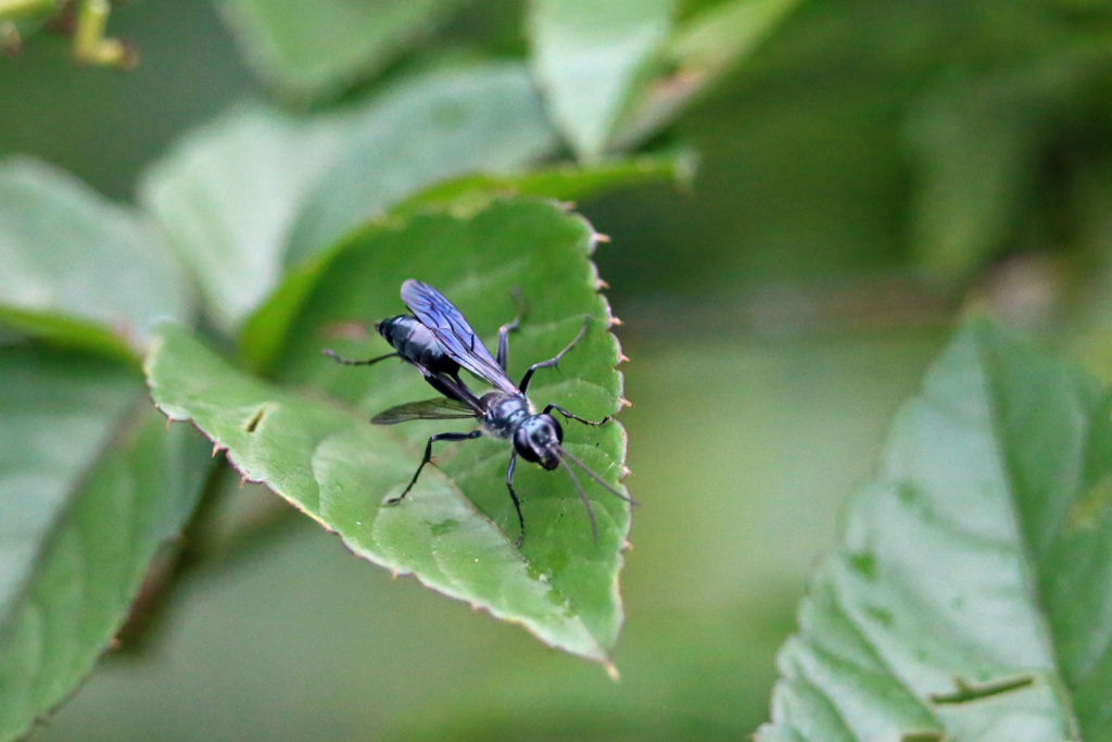 あなたはどなた-2