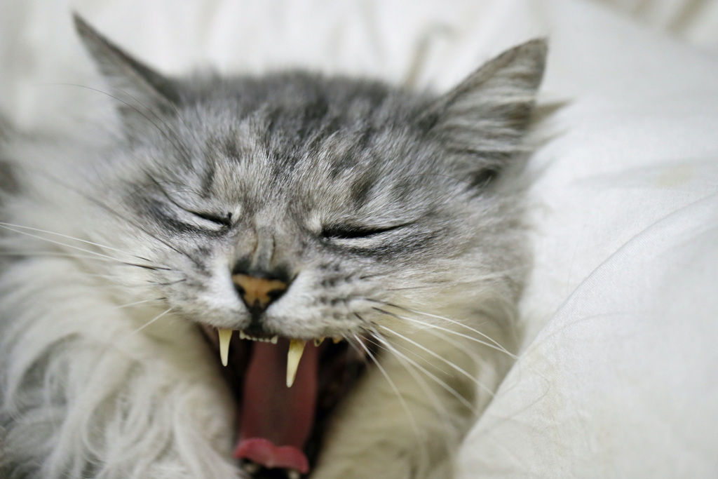 マクロレンズでポートレイトその3