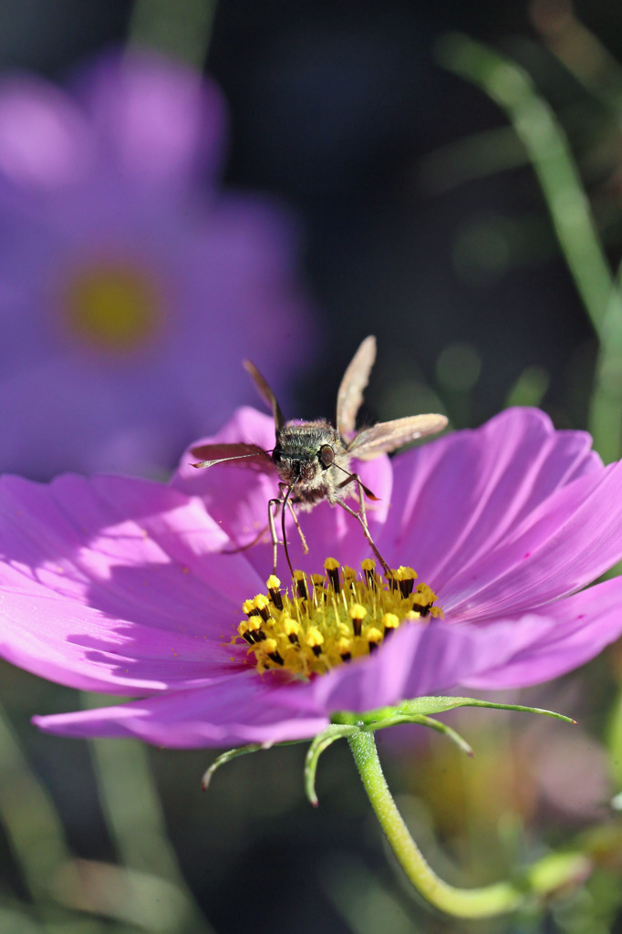 元気に挨拶おはようさん