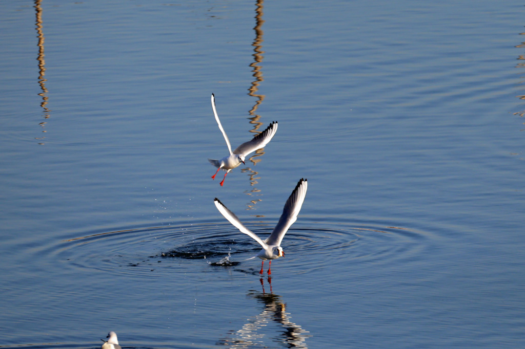 僕についてきて