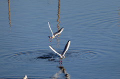 僕についてきて