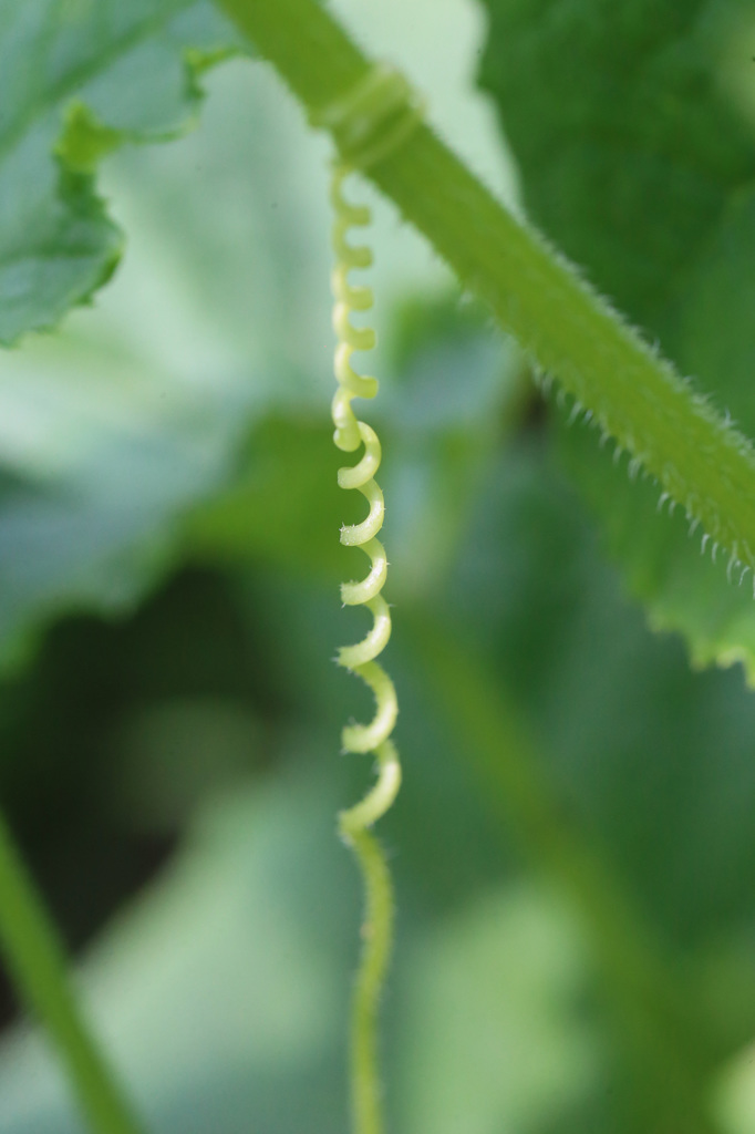 緑のスプリング