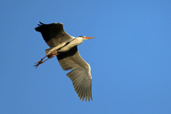 夕日を浴びて-3