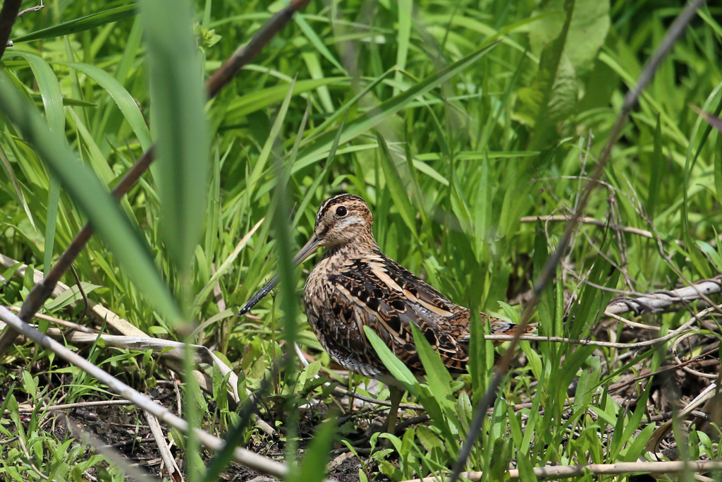 日差しを浴びて