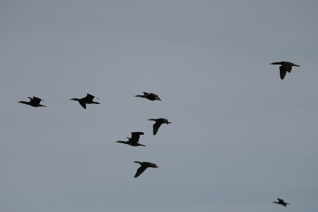 カワウのシルエット
