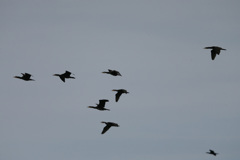 カワウのシルエット