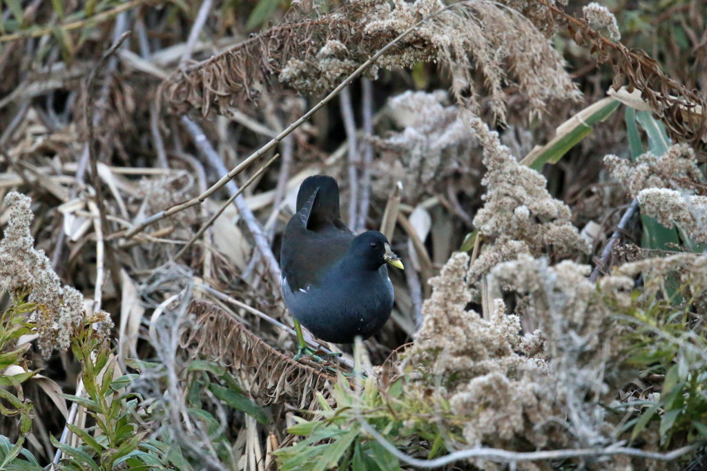 こんな所にバンがいた