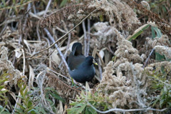 こんな所にバンがいた