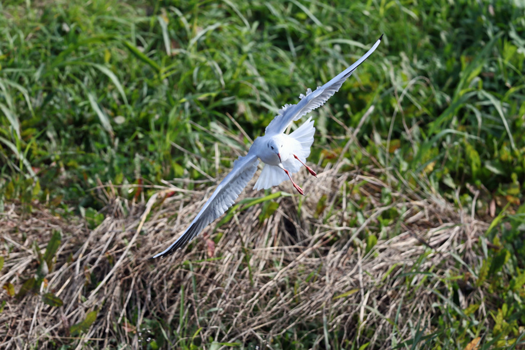 ユリカモメセーフ
