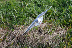 ユリカモメセーフ