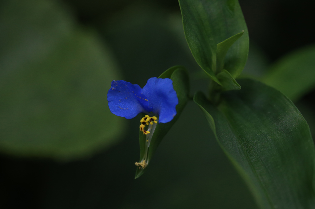 ひっそり咲いてます