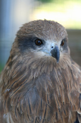 野鳥病院のイケメン-2