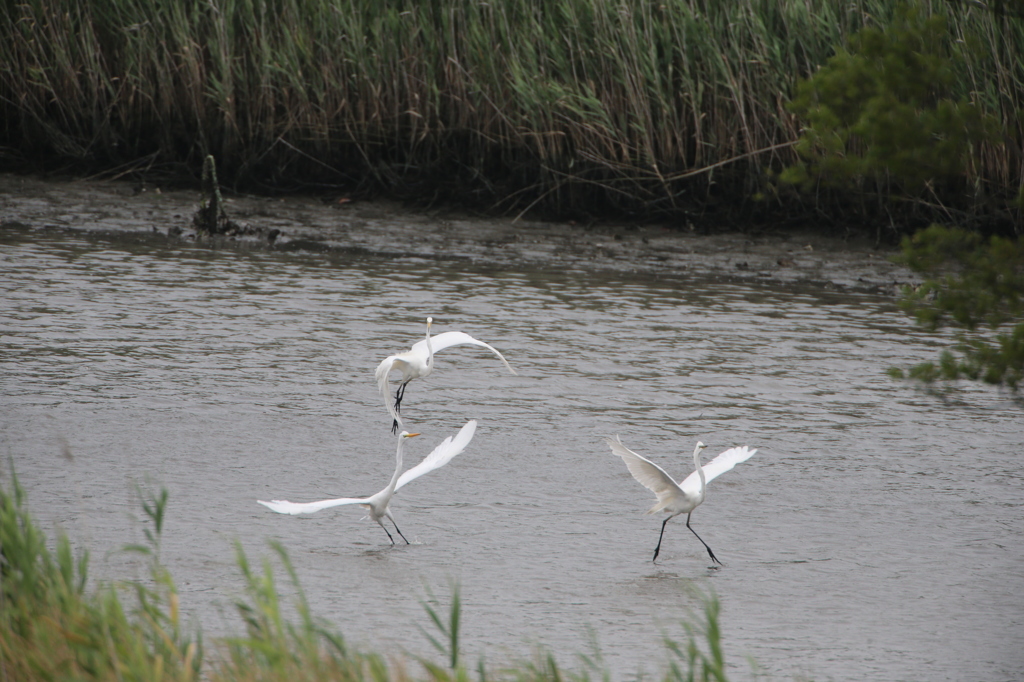 ダイサギ飛びます
