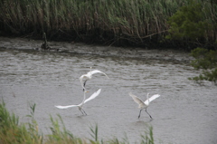 ダイサギ飛びます