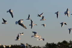 青空にユリカモメ 青空にユリカモメ