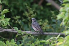 コムクドリ（多分）