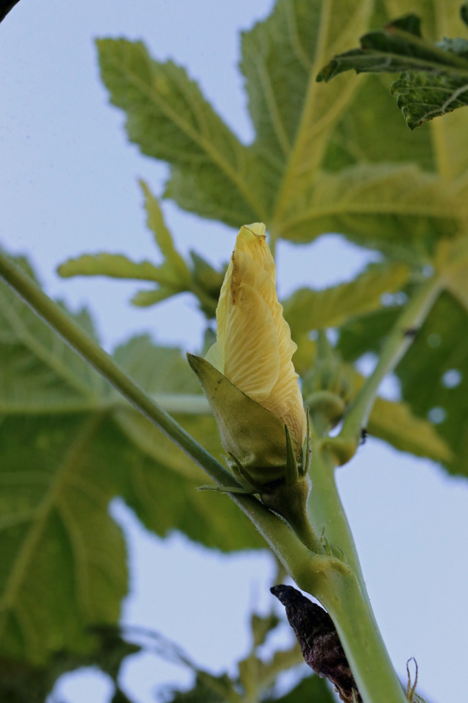 オクラのはな咲いてるよ