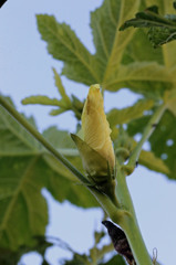 オクラのはな咲いてるよ