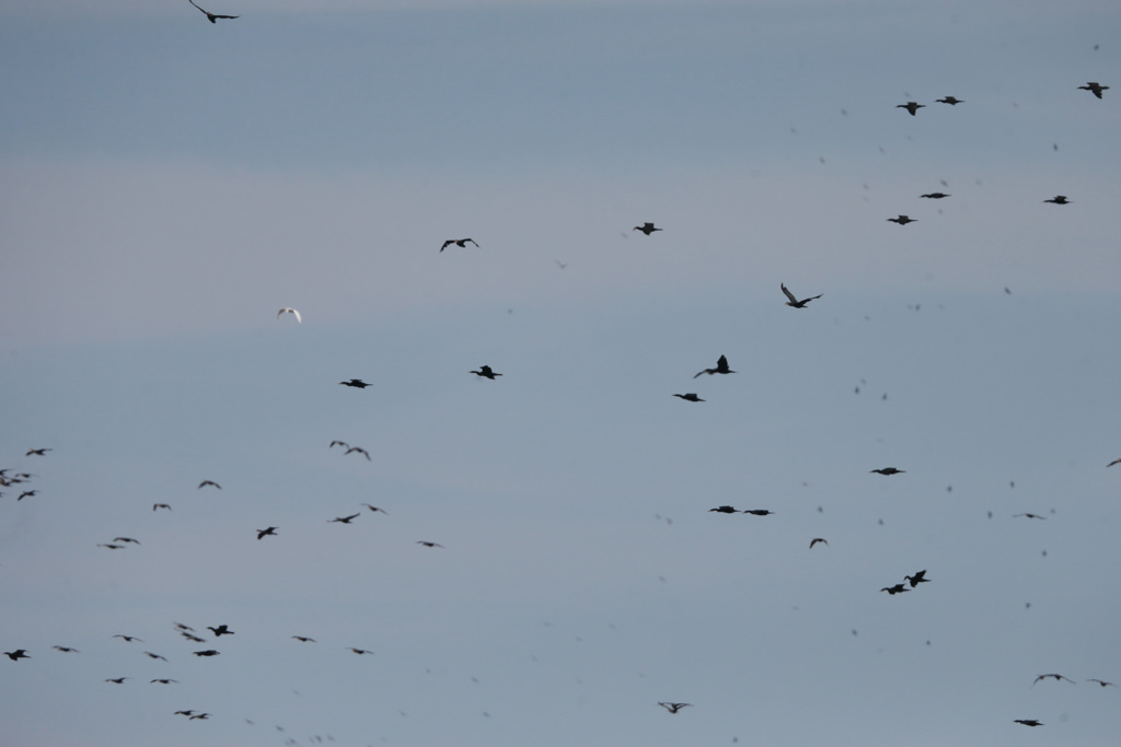 ゴミじゃないよカワウだよ