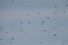 ゴミじゃないよカワウだよ