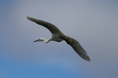 コサギがセーフ