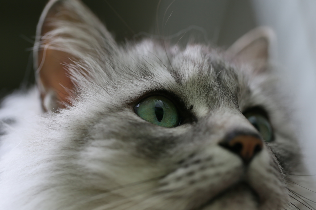 見上げるにゃにゃ