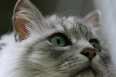 見上げるにゃにゃ