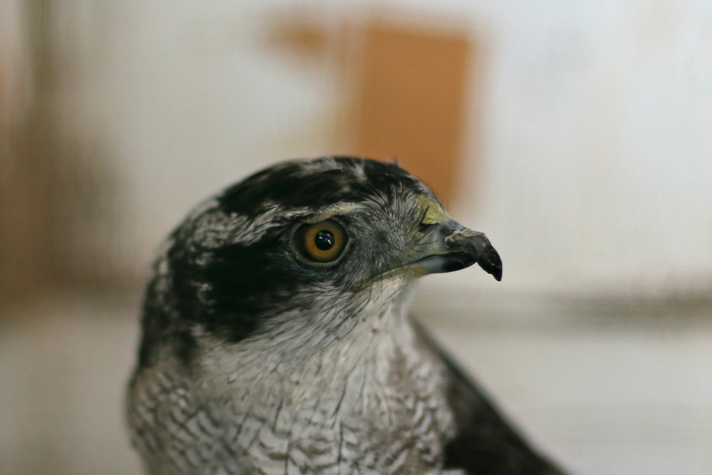 ポートレート-7