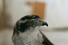 ポートレート-7