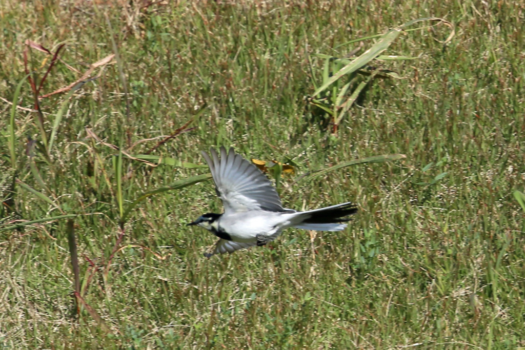 ハクセキレイ飛行中