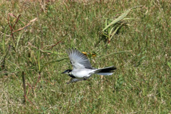 ハクセキレイ飛行中