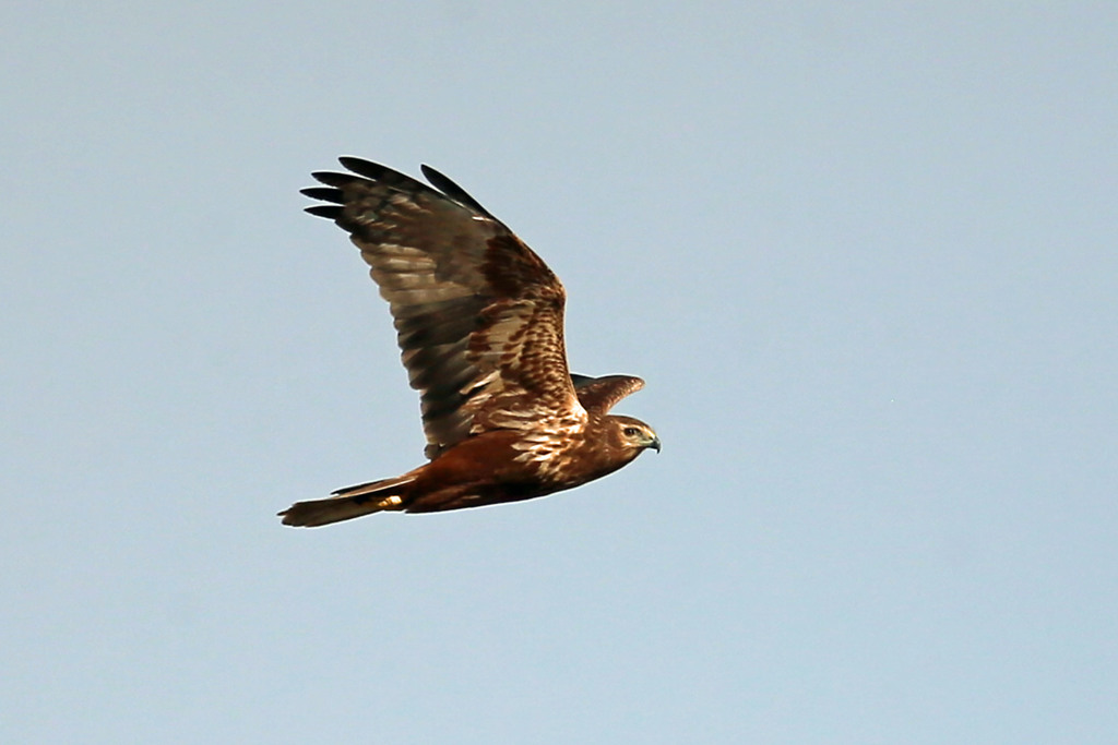 チュウヒの飛び方そのⅡ